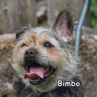 BIMBO, Hund zur Adoption