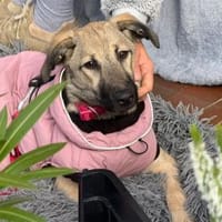 Raya - wartet in 53757 Sankt Augustin, Hündin zur Adoption