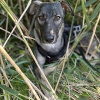 Junghund MORITZ sucht seine Menschen!, Hund zur Adoption