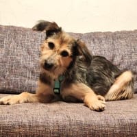 Mila F., Hündin zur Adoption