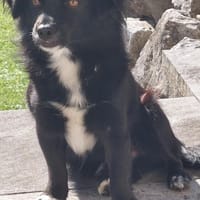 Loki, Hund zur Adoption