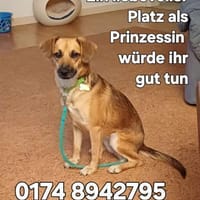 LARA wünscht sich liebevolles Zuhause, Hündin zur Adoption