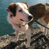 Meika - bildschöne Fährtensucherin, Hündin zur Adoption