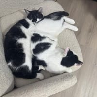NURIEL & ZIPPY suchen gem. Zuhause!, Katze zur Adoption