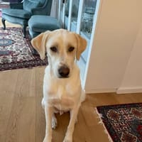 Anton sucht dringend ein neues Zuhause, Hund zur Adoption