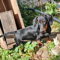 Dackel Welpen suchen ein zuhause, Hund zur Adoption