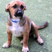 KOVU - Welpenschatz sucht Zuhause! ❤, Hund zur Adoption