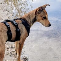ZAZU - traumhafte Welpe 💖, Hündin zur Adoption