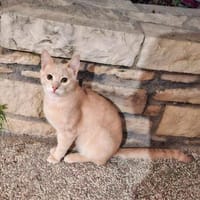 Jigger aus dem Tierschutz, Kater zur Adoption