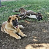 BOLITA ❤ pure Zuneigung, Mülheim adR, Hündin zur Adoption