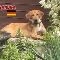 Kassandra - freundlich und sportlich, Hündin zur Adoption