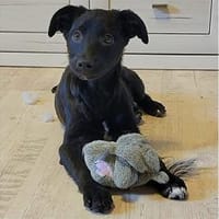 Talisha - wartet in 76437 Rastatt, Hündin zur Adoption