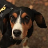 Oranda, geb. ca. 05/2022, 30655 Hannover, Hündin zur Adoption