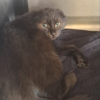 Duszek, kot do adopcji
