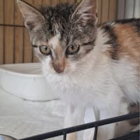 Veyra, kotka do adopcji