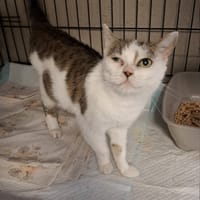 Maelle, kotka do adopcji
