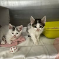 Olaf, kot do adopcji