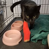 Basanti, kot do adopcji