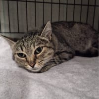Iskra, kotka do adopcji