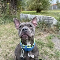 Bibi, suczka do adopcji