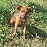 Pipino sucht sein Körbchen, Hund zur Adoption