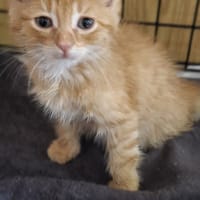 Orion, kot do adopcji