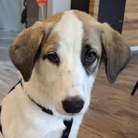Sephora, geb. 05/2025, 79650 Schopfheim, Hündin zur Adoption