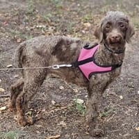 Juria ist sehr sanft und sensibel, Hündin zur Adoption