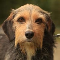 Floya, geb. 08/2019, 23843 Bad Oldesloe, Hündin zur Adoption