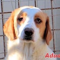 ADUA - eine tolle Hündin, Hündin zur Adoption