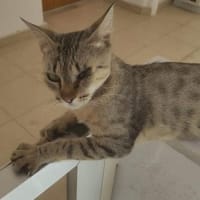 Lucia aus dem Tierschutz, Katze zur Adoption