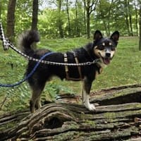 Herzensdieb Cap sucht ein Zuhause, Hund zur Adoption