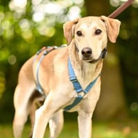 Bambù im Tierheim Lüdinghausen, Hund zur Adoption