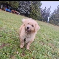 Lieber Anton träumt von seiner Familie, Hund zur Adoption
