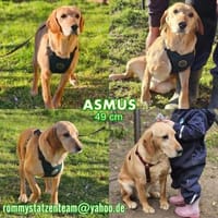 Asmus - eine typische Labradorseele, Hund zur Adoption