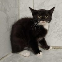WAPITA, chatte à adopter