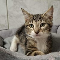 POKA, chatte à adopter