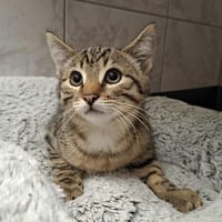 kYRO, chatte à adopter