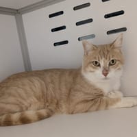 ATTILA, chat à adopter