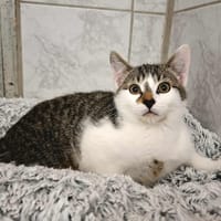 ELYO, chat à adopter
