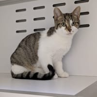 baudelaire, chat à adopter