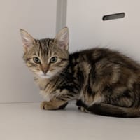 cassandre, chatte à adopter
