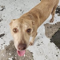 LEIA, chienne à adopter