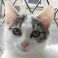 INEKA, chatte à adopter
