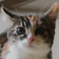 HOEDIC, chatte à adopter