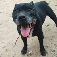 GUN PAA23055, chien à adopter
