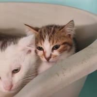 LADY LYNX, chatte à adopter