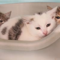 MAXIMO RORO, chatte à adopter