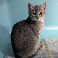CHAKRA, chat à adopter