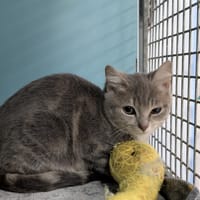 MAUNA, chatte à adopter